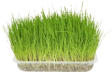 Kassimaius Karlie Flamingo Cat Grass, 0.11 kg