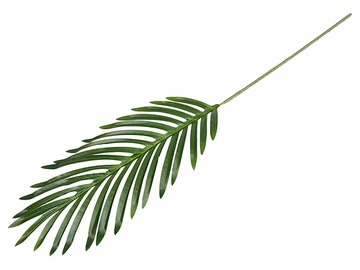 Искусственная ветка, пальма, зеленый, 620 мм