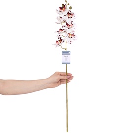 Kunstlill, orhidee AmeliaHome Faleni, valge/roheline/violetne, 760 mm