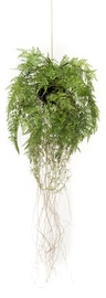 Kunsttaim potis VLX Hanging Fern, roheline, 35 cm