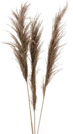 Dirbtinė šakelė, pampų žolė, ruda, 115 cm