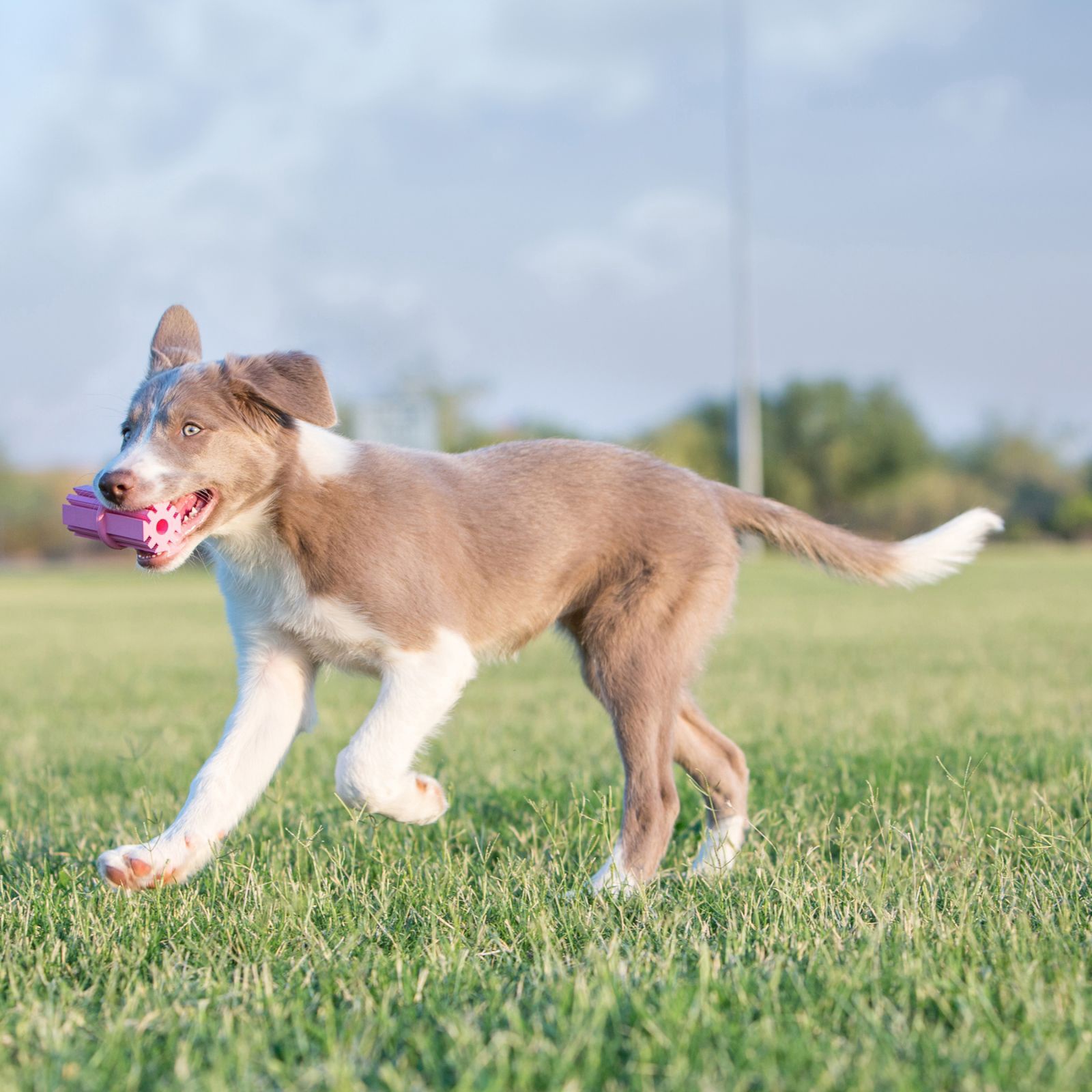 kong teething stick puppy toy