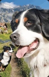 3D kaart Worth Keeping Mini Card Bernese Mountain Dog, 90 mm x 58 mm