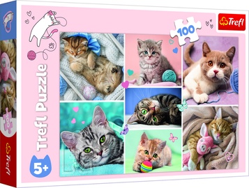 Pusle Trefl Cats World, 100 tk