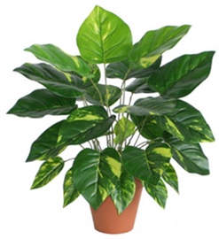 Искусственное растение Home4you Difenbachia 10507871, черный/зеленый