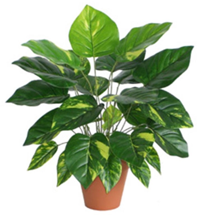Искусственное растение в горшке Home4you Difenbachia, черный/зеленый, 45 см