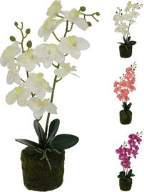 Dirbtinė gėlė vazone, orchidėja Atmosphera, balta/rožinė/, 40 cm