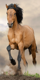 Dvielis pludmale Jerry Fabrics Horse, brūna, 70 x 140 cm