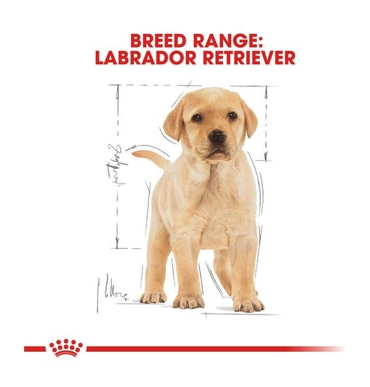 labrador retriever royal canin