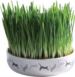 Kassimaius Trixie Grass 42341, 0.05 kg