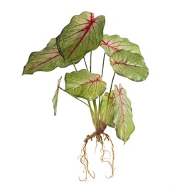 Искусственное растение Eurofirany 287, зеленый, 45 см
