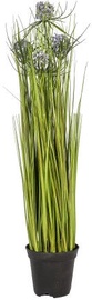 Home4you Bouquet Herbarium 5pcs With Pot In Garden H100cm Blue 83842