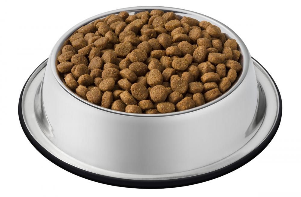 ava senior dog food