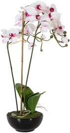 Home4you Orchid 3 In Garden H72cm White/Pink