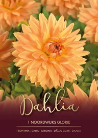 DĀLIJAS NOORDWIJKS GLORY ORANŽAS