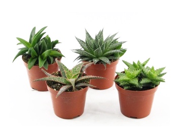 PUKU PODS (SODO CENTRAS)