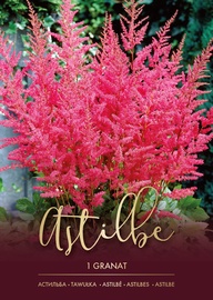 ASTILBES GRANAT ROZĀ SARKANAS