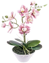 Home4you Light Pink Spotted Orchid 2 Knotted H30cm