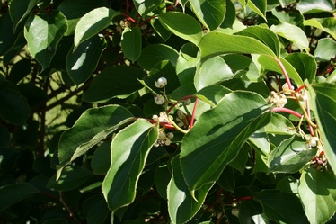 AKTINĪDIJA C2