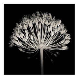 Home4you Print Picture Nature 40x40cm Black&White Flower 77812