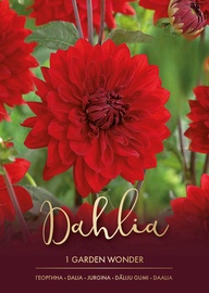 DĀLIJAS GARDEN WONDER SARKANAS