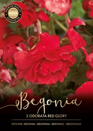 BEGONIJAS ORDORATA RED GLORY SARKANAS