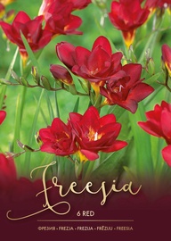 FRĒZIJAS SARKANAS 5/+