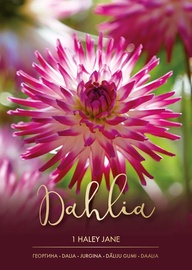 DĀLIJAS HALEY JANE ROZĀ/BALTAS