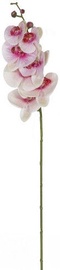 Home4you Orchid 2 In Garden H85cm 83873 White / Pink