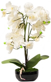 Home4you White Orchid 3 Knotted H48cm
