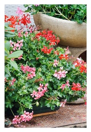PUĶE PELARGONIJA PELTATUM