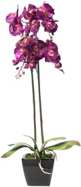 Home4you Orchid 2 Double Knotted H78cm Purple 72692