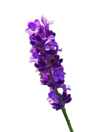 PUĶE ĪSTĀ LAVANDA