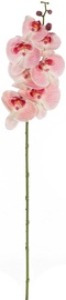 Home4you Bouquet Orchid In Garden H85cm Light Pink 83872