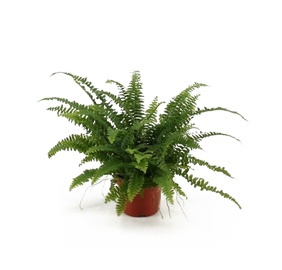 Puķe Blue Bell,12 cm