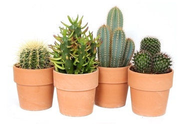 puku pods (SODO CENTRAS)