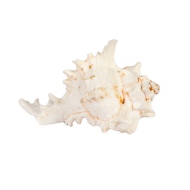 Декор для дома Decoration In Home Snail Shell 15xH10cm