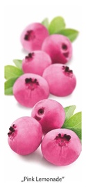 KRŪMS SILA OGA ROZĀ „Pink Lemonade“