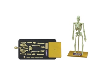 ROTAĻU KOMPL. HUMAN SKELETON 36006
