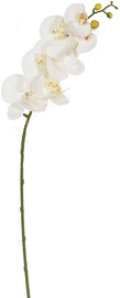 Home4you Bouquet Orchid In Garden H85 White 83871