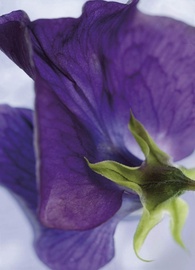 Fototapeet 4-711 Viola, 184x254 cm