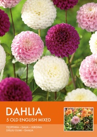 DĀLIJAS OLD ENGLISH MIX