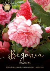 BEGONIJAS FLORENCE SARKANAS/BALTAS 4/5