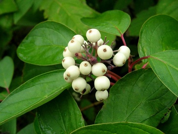 GRIMONIS SARKANAIS C2