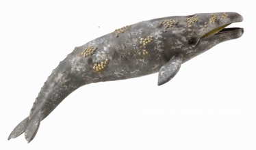Žaislinė figūrėlė Collecta Gray Whale 88836