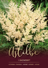 ASTILBES SNOWDRIFT BALTAS