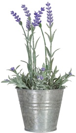 Home4you Lavender In Garden H25cm Purple 83822