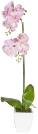 Home4you Orchid 1 In Pot Double Knotted Yellow H75cm Pink/White