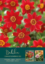 DĀLIJAS SARKANAS