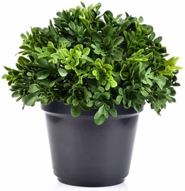 Mondex Boxwood Artificial Flower Pot 21cm